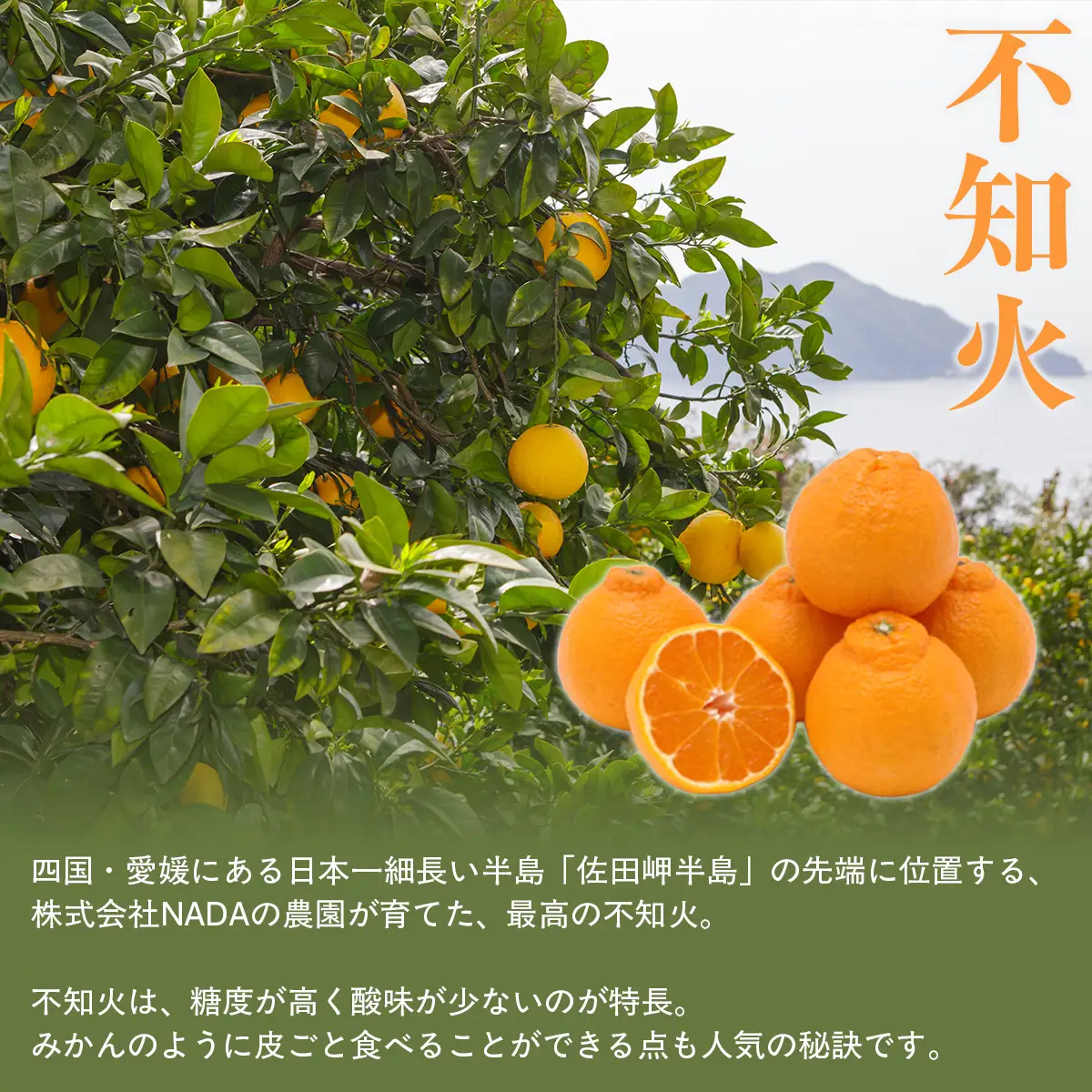 【先行予約】【農家直送】愛媛県産 不知火 贈答用 4.5kg （2027年2月下旬～3月下旬に順次発送予定） IKTC008 