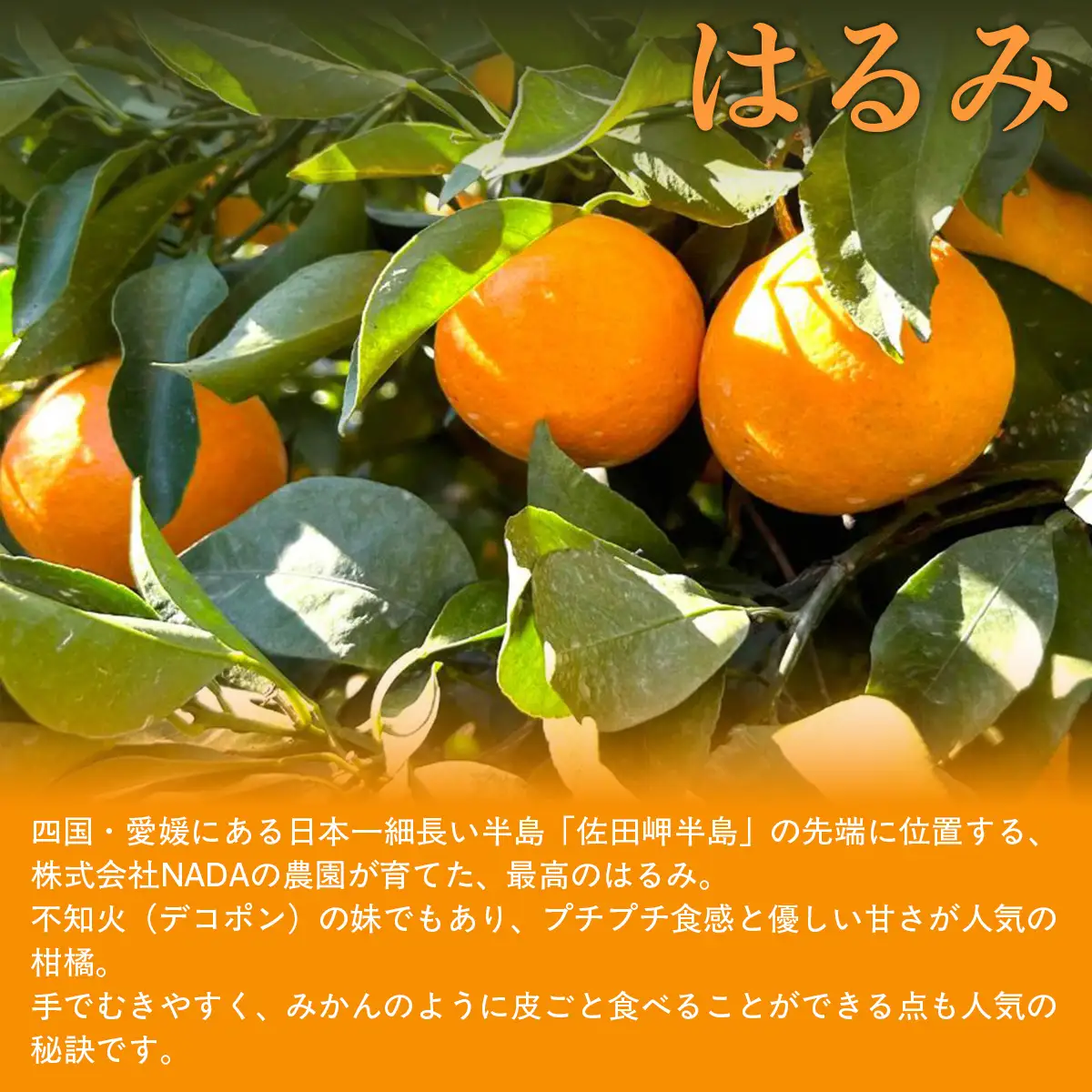 【先行予約】【農家直送】愛媛県産 はるみ 贈答用 4.5kg（2027年1月下旬～2月上旬に順次発送予定） IKTC009 