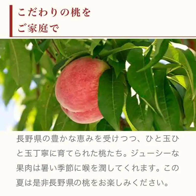 川中島白桃 約3kg 6～12玉 ［小布施屋］ 桃 白桃 もも モモ フルーツ 果物 令和8年産 【2026年8月下旬～9月上旬発送】［A-6］
