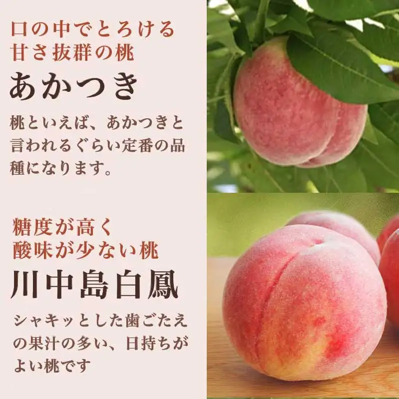 旬の白桃 約2kg 4～9玉 ［小布施屋］ 白桃 桃 もも モモ フルーツ 果物 クール便 冷蔵便 長野県産 信州産 期間限定 数量限定  たまき なつき あかつき 川中島白鳳 川中島白桃など 先行予約 2026 令和8年産 【2026年7月上旬～9月中旬発送】[H-76]