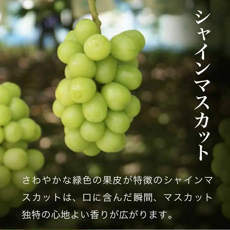 シャインマスカットと旬のぶどう 詰め合わせ 各1房 約900g［小布施屋］ 食べ比べ 果物 詰合せ セット フルーツ ぶどう 詰合せ 数量限定 長野県産 信州産 2種 くだもの フルーツセット おまかせ ブドウ  2026 先行予約 令和8年産 【2026年9月中旬～10月下旬発送】 ［A-229］