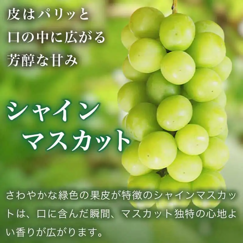 先行受付 シャインマスカット1房とりんご2玉 約1.3kg　詰め合わせ ［小布施屋］令和8年産 【2026年9月下旬頃～11月上旬頃まで順次発送】 ［A-307］