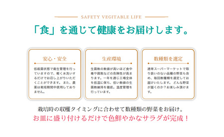 【 お試し 月2回 】 サラダミックス ＼ デリサラダ ／ Deli Salad ★ ドレッシング or ジャム付き セット サラダ ミックス 1kg | アグリード お手軽 ミックス野菜 西洋ハーブ 個別包装 新鮮 おいしい 美しい野菜 水耕栽培 安定の品質 健康 千葉県 君津市 きみつ
