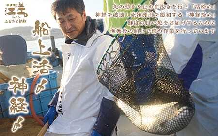 船上活〆北海道日本海産 本マス〈サクラマス〉生半身　加熱調理用　ふんわり食感　癖のない上品な旨みと脂のり　「鮭より美味い」という評判も　神経締め　活締め　桜鱒　サーモン