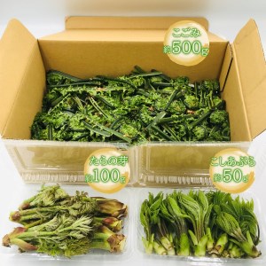 【2026年発送】天ぷらでおいしい！山形の山菜3種約650g（たらの芽100g、こしあぶら50g、こごみ500g）_H048(R8)