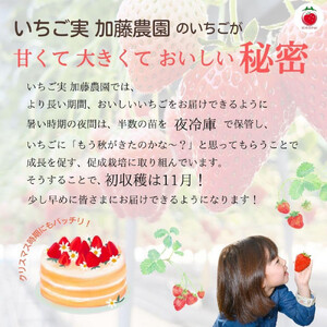 【2027年出荷の先行予約】【贈答用】 静岡県産いちご 紅ほっぺ 500g×2パック（1パック12～15粒）【配送不可：北海道・沖縄・離島】 冷蔵配送 苺 フルーツ◇