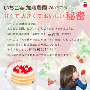 【2026年内お届け！！贈答用】 静岡県産いちご 紅ほっぺ 500g×2パック（1パック12～15粒） 冷蔵配送【配送不可：北海道・沖縄・離島】 苺 フルーツ◇
