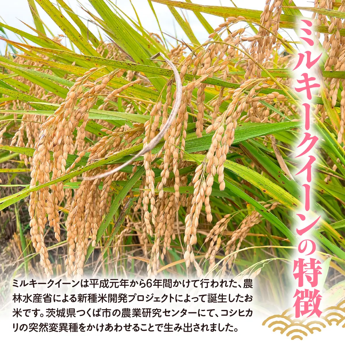 【先行予約2026年10月上旬から発送開始】ミルキークイーン　10㎏（5㎏×2袋）令和8年産 【 ふるさと納税 人気 おすすめ ランキング 米 精米 白米 お米 ミルキークイーン 千葉県 山武市 送料無料 】SMBX001