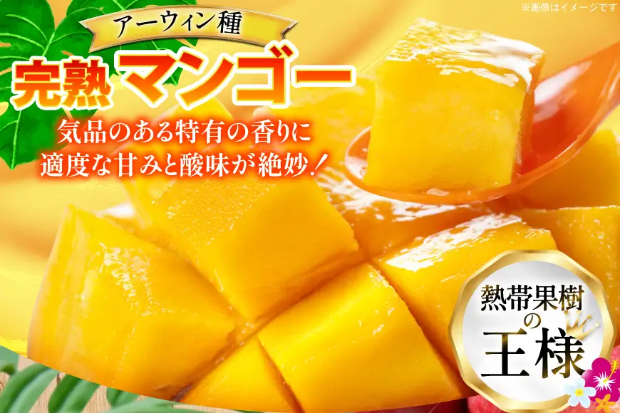 【2027年発送】 訳あり マンゴー  アーウィン種 約 2kg (4〜7玉) 