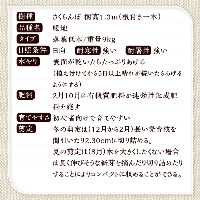 植木　さくらんぼの木（桜桃）《品種：暖地》1.3ｍ
