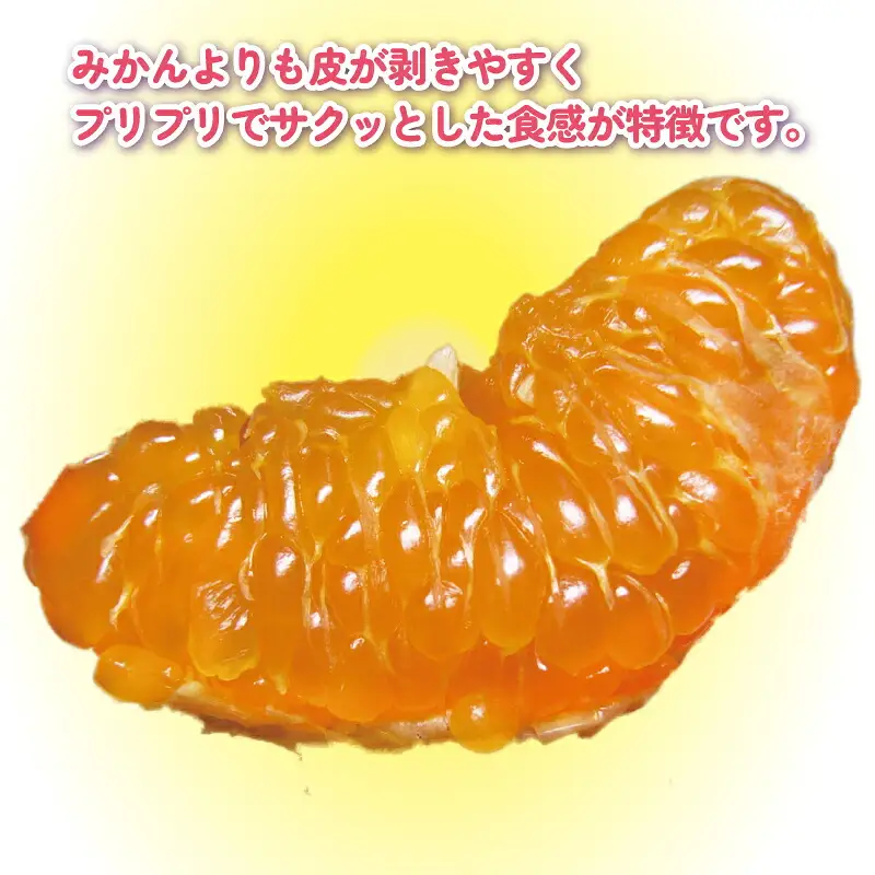 ポンカン 8kg 訳あり ぽんかん 杉本屋 先行予約 B015-143020