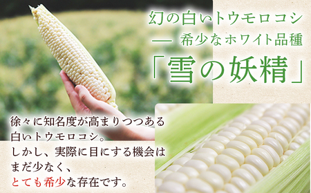 【先行予約】＜朝霧（あさぎり）コーン 12本＞ 国産 雪の妖精 ホワイトコーン 白い 白 とうもろこし 幻のとうもろこし 生で食べられる 甘い 糖度が高い 朝霧コーン 野菜 株式会社ノムランド 愛媛県 西予市【冷蔵】『2026年7月より順次出荷予定』NNM0002
