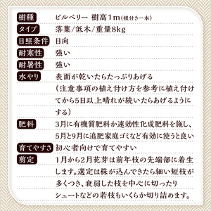 植木　ビルベリーの木　1ｍ