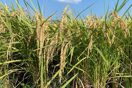 【令和7年産】獅子米 ゆうだい21 玄米30kg B02-016