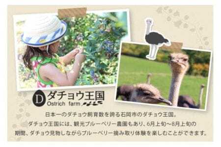 【 2026年 先行予約 】 フレッシュ ブルーベリー 1kg ダチョウ王国産 ( 500g 2パック ) 生 品種 お任せ 新鮮 完熟 冷蔵 農薬 栽培期間中 不使用 1キロ 果物 フルーツ 国産 産地直送 農家直送 産直 夏 6月 7月 8月 発送 くだもの 茨城 茨城県 石岡市 (C05-001)