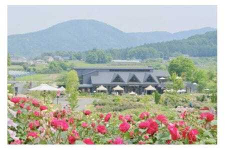 いばらきフラワーパーク 年間パスポート 1名分 入園し放題 四季の花々 レストラン 割引特典付き いばらき フラワーパーク チケット 入園券 金券 観光 旅行 家族 茨城 関東近辺 首都圏 関東 花 植物園 茨城県 石岡市 (G03-002)
