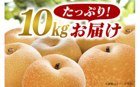【 2025年 先行予約 】 豊水梨 3L～5L （二段 10kg ）梨 約 20玉 ～ 28玉 品種 幸水 なし ナシ 果物 フルーツ 大玉 5L 4L 3L サイズ 10キロ 8月 発送 夏 旬 産地直送 農家直送 産直 国産 くだもの 甘い 酸味 茨城県産 茨城県 石岡市 (A15-003)