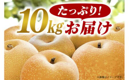 【 2025年 先行予約 】 秋月梨 3L～5L（二段10kg）梨 約 20玉 ～ 28玉 品種 秋月 あきづき なし ナシ 果物 フルーツ 大玉 3L 4L 5L サイズ 10キロ 9月 10月 発送 秋 旬 産地直送 農家直送 産直 国産 くだもの 甘い 茨城県産 茨城県 石岡市 送料無料 (A15-004)