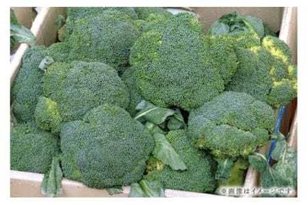 ブロッコリー 5kg 緑黄色野菜 野菜 ベジタブル グリーン 常温便 国産 茨城県産 旬 料理用 スープ サラダ 冷凍保存可 加熱調理 家庭用 業務用 産地直送 農園直送 茨城県 石岡市 (A33-004)
