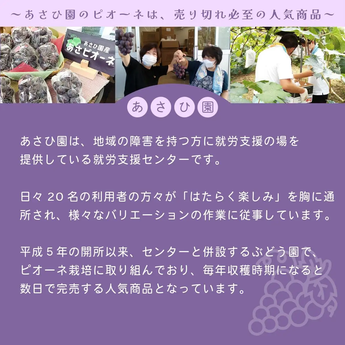【2026年先行予約】［あさひ園］の朝採れピオーネ 1.2kg以上（2房入り）