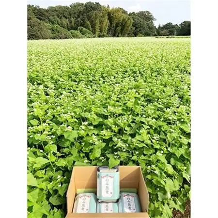 八千代市で栽培期間中農薬不使用で栽培されたそば粉を100%使用　のぶ蕎麦(半生麺8食とつゆセット)【1498759】
