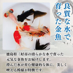 金魚 3色 ミックス 3匹 金魚【 金魚 】