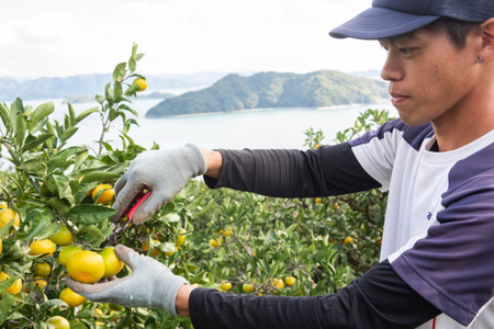 【先行予約】【数量限定】田縁農園のせとか3kg ※離島への配送不可 （2027年3月5日より順次発送） IKTA015