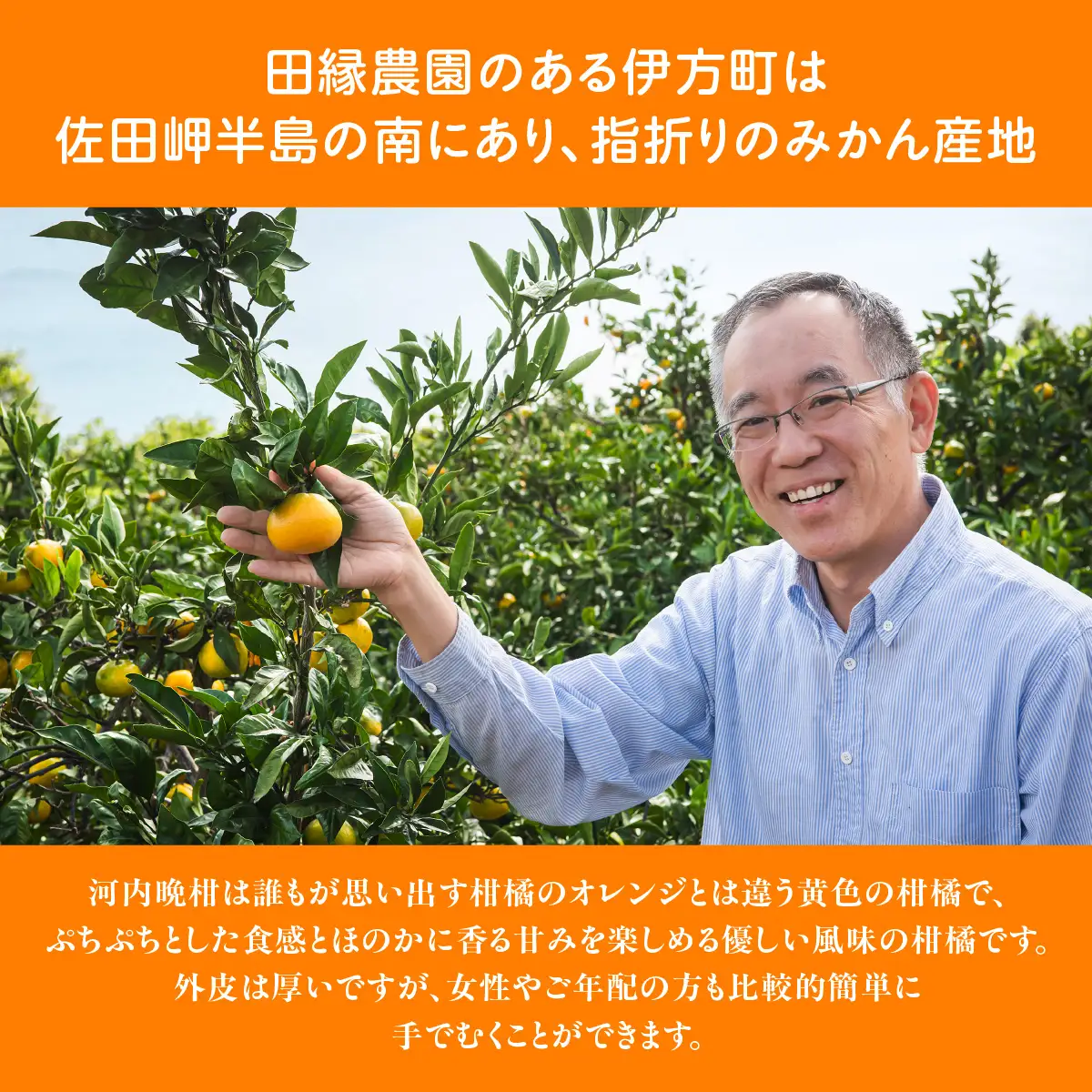 【先行予約】【数量限定】田縁農園の河内晩柑約7kg ※離島への配送不可 （2027年4月10日より順次発送） IKTA020