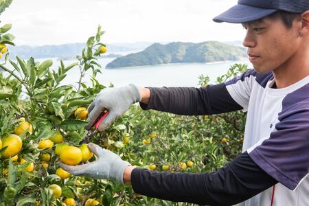 【先行予約】【数量限定】田縁農園のせとか2kg  ※離島への配送不可 （2027年3月5日より順次発送） IKTA027