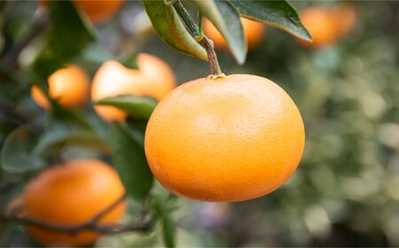 【先行予約】【家庭用】せとか 10kg ※離島への配送不可 （2027年3月5日より順次発送） IKTA038