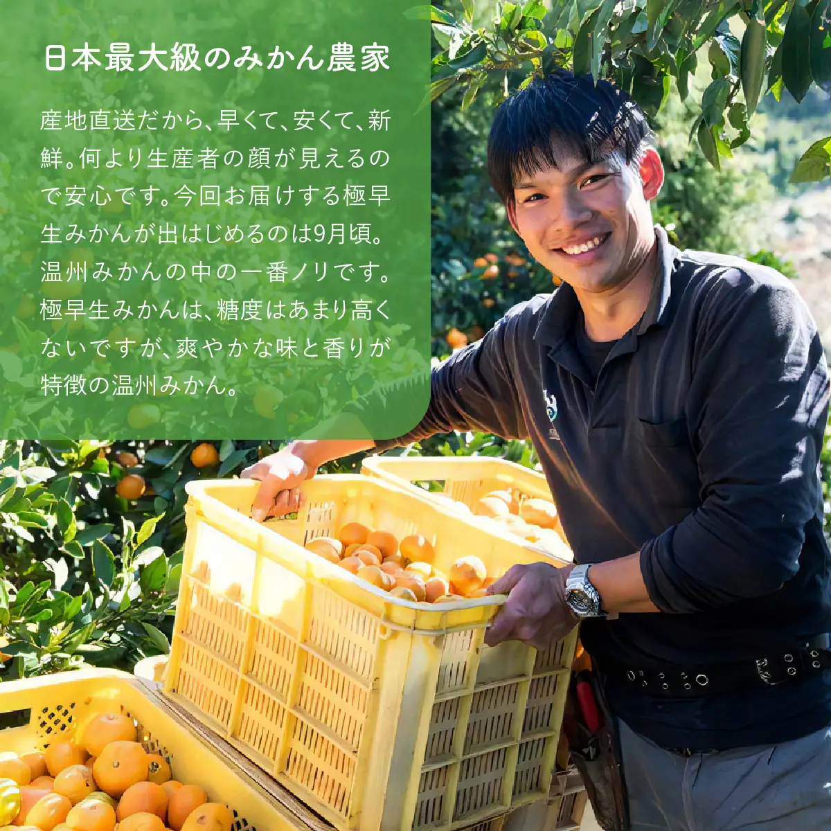 【先行予約】極早生みかん（生果）5kg（2026年9月中旬から発送予定） IKTF001 