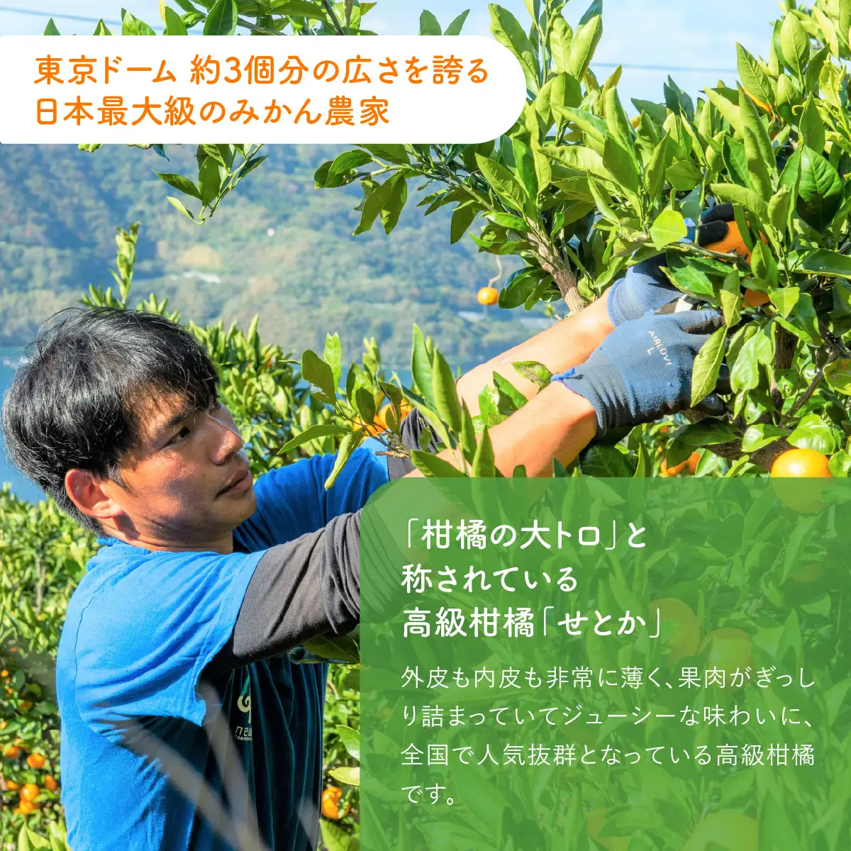 【先行予約】産地直送！愛媛県産せとか（訳あり） 3kg（2027年2月下旬から発送予定） IKTF005