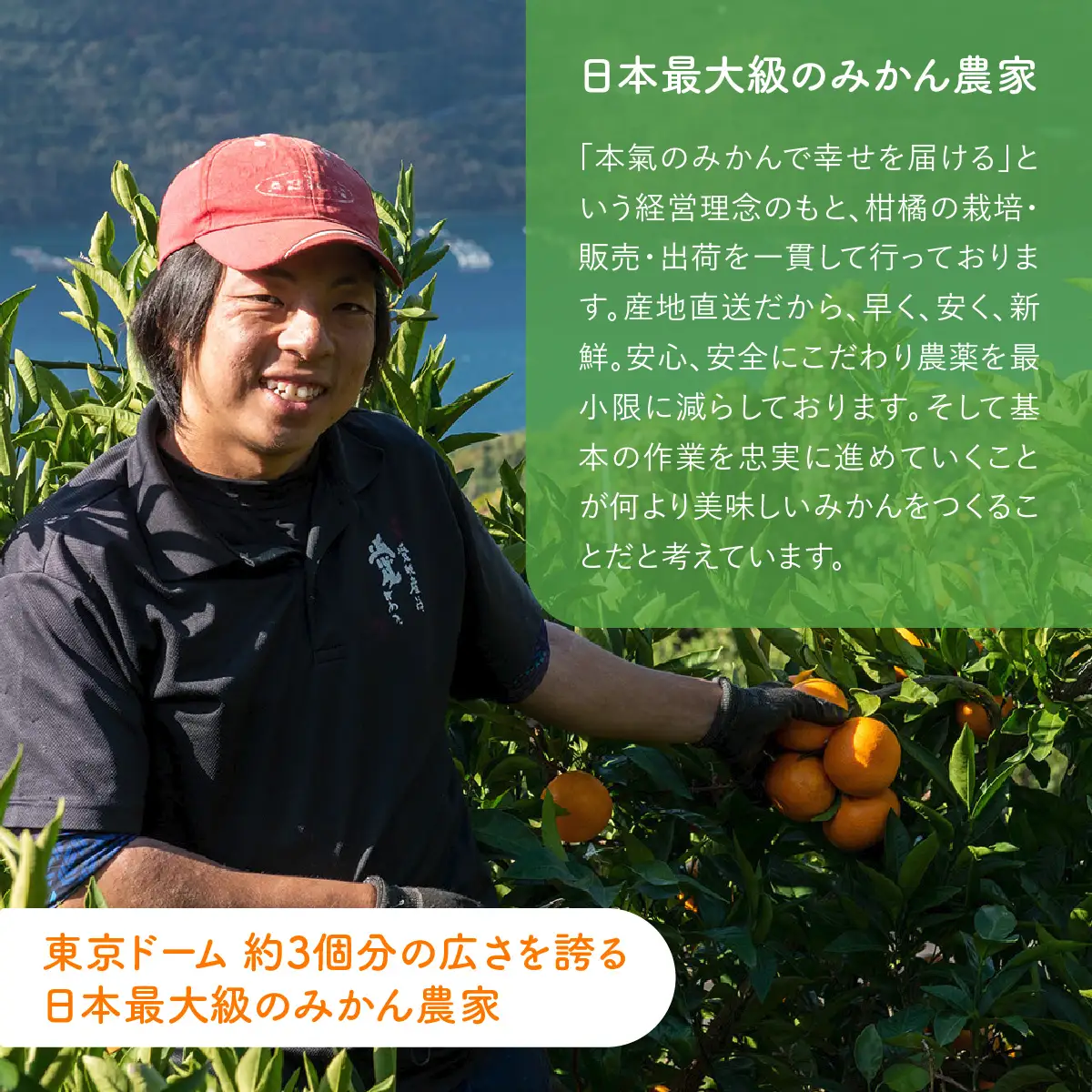 【先行予約】紅華（生果）約2.5kg（2026年12月上旬より順次発送） IKTF014