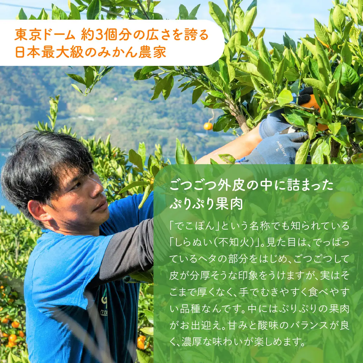 【先行予約】産地直送！愛媛県産しらぬい（不知火） 5kg（2027年2月中旬より順次発送） IKTF017