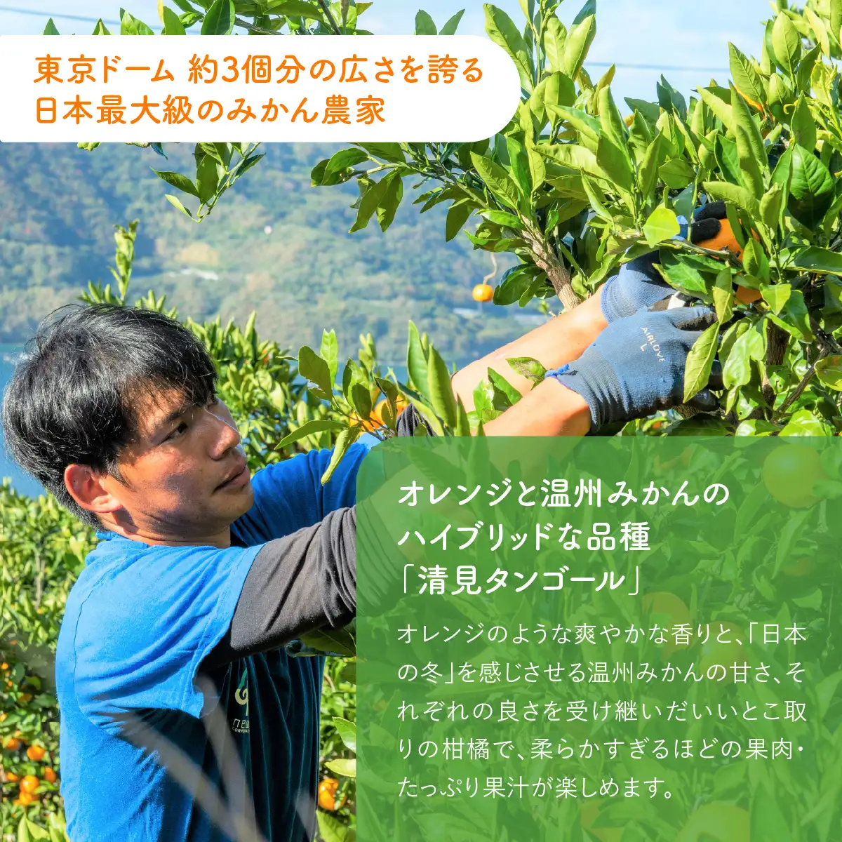 【先行予約】産地直送！愛媛県産清見タンゴール 5kg（2027年2月上旬より順次発送） IKTF022
