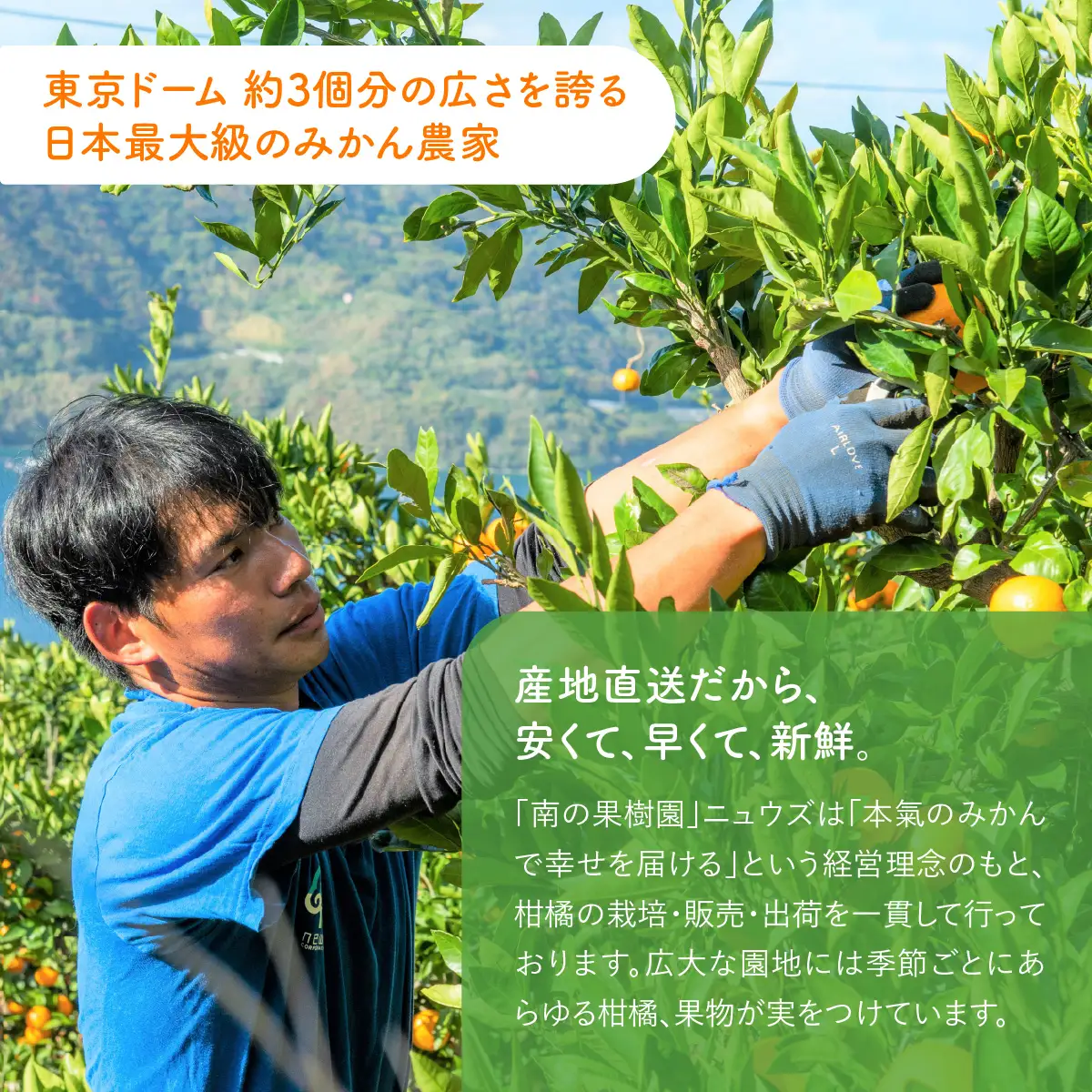 【先行予約】キウイフルーツ（生果）3kg（2026年11月上旬より順次発送） IKTF024