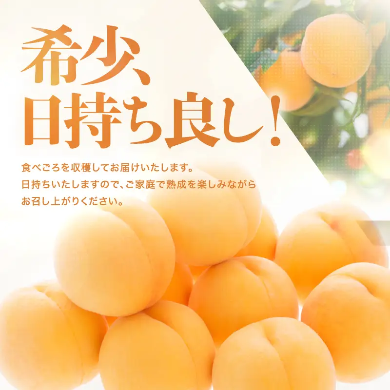 南信州産 黄桃 約3kg 【2026年8月下旬～発送】