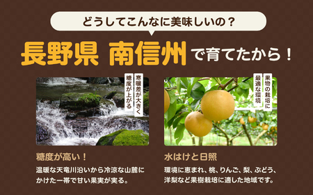 南信州産 梨 南水 約5kg 【2026年9月中旬～発送】