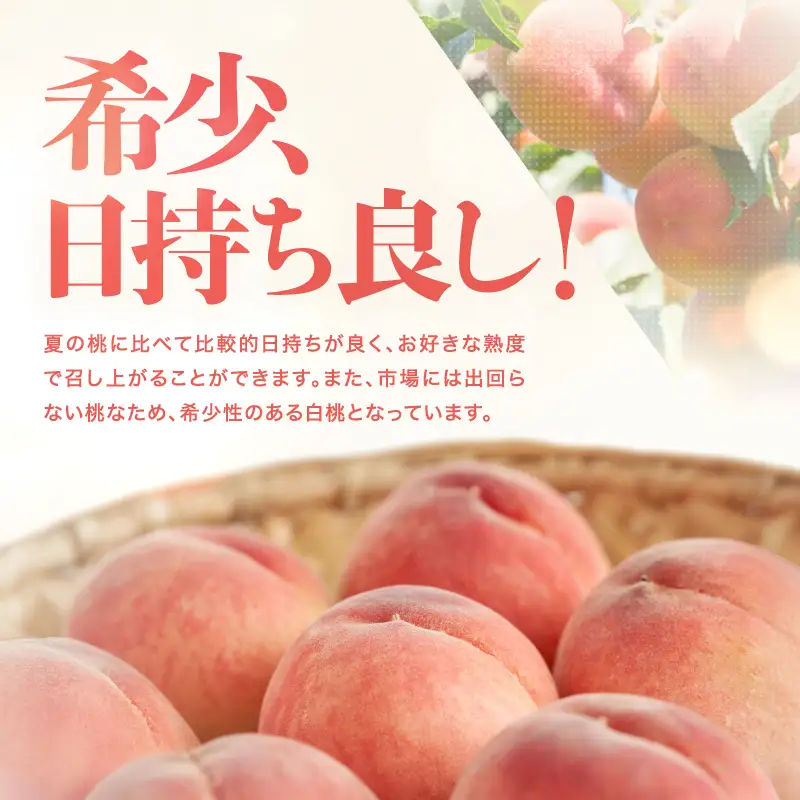 南信州産 秋桃 白桃 約3kg【2026年8月下旬～発送】| 果物 くだもの フルーツ 柿 桃 もも 白桃 秋桃 ジューシー 長野県 信州 南信州 飯田市