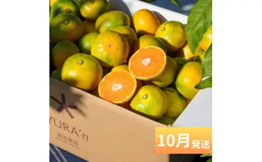 【定期便全3回】数見農園自慢の 柑橘定期便 /  果物 柑橘 由良町 フルーツ くだもの 産地直送 和歌山 数量限定 ミカン ゆら早生 温州みかん きよみ 清見オレンジ【kzmn-tkb002】