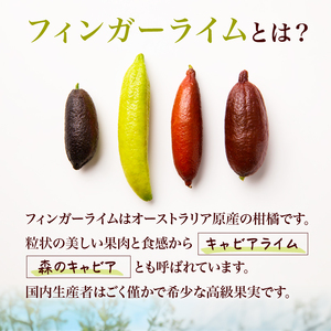 フィンガーライム　70g【0094-003】岐阜県 可児市 果物 果実 新時代 国産 ｷｬﾋﾞｱﾗｲﾑ 森のｷｬﾋﾞｱ ﾌﾙｰﾂｷｬﾋﾞｱ ﾌﾞｯｼｭｷｬﾋﾞｱ 希少 柑橘 ｶﾙﾊﾟｯﾁｮ ﾛｰｽﾄﾋﾞｰﾌ ｱｲｽ ｶｸﾃﾙ 炭酸 ﾄｯﾋﾟﾝｸﾞ ﾌﾙｰﾂ 希少 