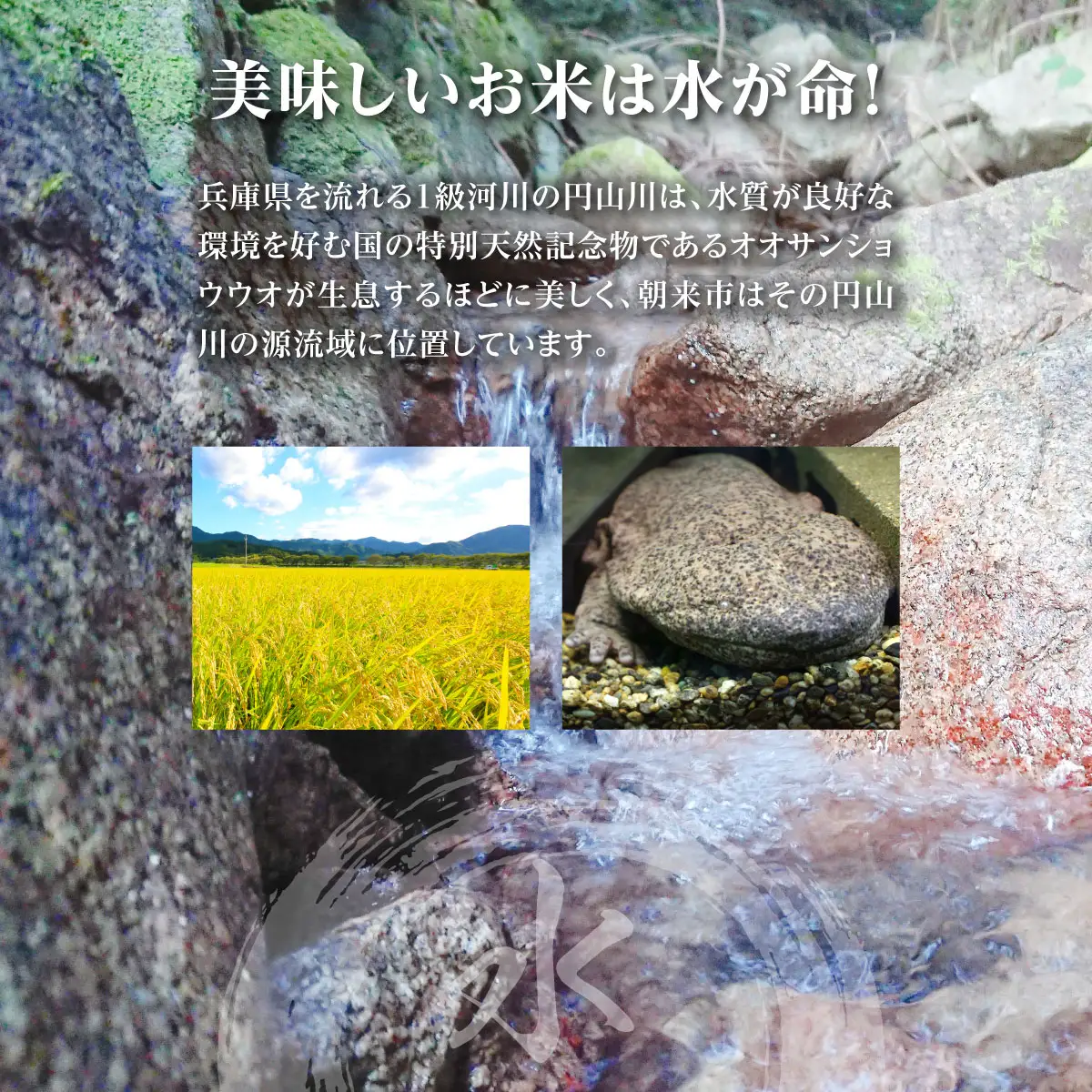 米【定期便12回】コシヒカリ10kg (5kg2袋) R8年産 白米