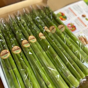 やわらかアスパラガス　100g×8束 ※2026年8月～発送｜あすぱら アスパラ アスパラガス　800g　おいしい ギフト 贈答 贈り物 プレゼント お祝い ご褒美 家庭用_FR02