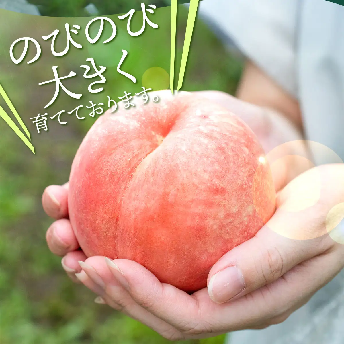 【令和8年産先行予約】 鶴岡市産 桃 (品種おまかせ) 　約2kg　(5～8玉)　くにちゃん農園　K-836