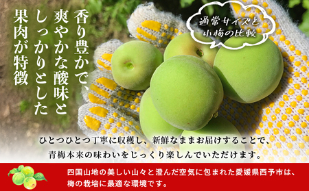 ＜愛媛県西予市産 青梅 約3kg＞ うめ ウメ あおうめ アオウメ 梅干し 梅ジュース 梅ジャム 梅シロップ 梅酒 手作り 家庭用 ご自宅用 えひめ活き生きファーマーズ 愛媛県 西予市【常温】『2026年5月下旬～6月中旬迄に順次出荷予定』SEI0004