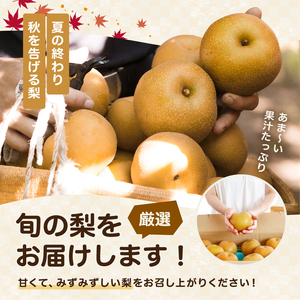 梨 豊水 糖度 14度 以上 約3kg 【2026年月9月上旬～発送】