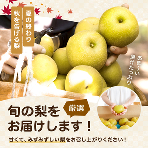 梨 南水 糖度14度以上 約3kg 【2026年9月中旬～発送】