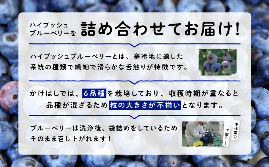 【地元ブランド】ブルーベリー冷凍生実2kg