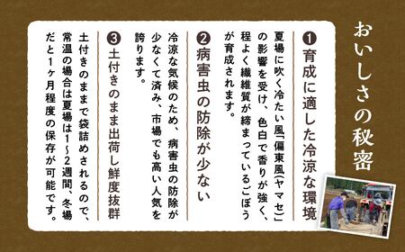 ごぼう　5kg×1箱　Mサイズ 18～22本