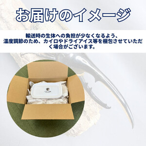 （ペア）ヘラクレスオオカブト大型オス（140-150mm）&メス（サイズフリー）【配送不可：北海道・沖縄・離島（一部除く】